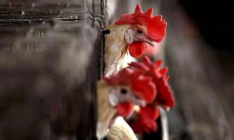 India Reports First Bird Flu Death After 11-Year-Old Boy Succumbs to Death at AIIMS, Hospital Staff Under Isolation