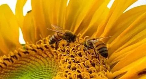 Benefits of Including Bee Pollen in Diet, Know Here