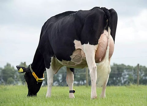 Holstein Friesian breed of cattle to boost milk production