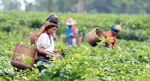 Small tea growers