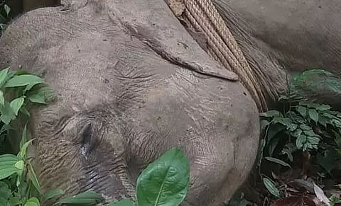 Elephant dies at Manas National Park