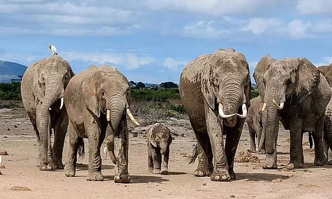 Animal culture to conserve endangered species: Biologists