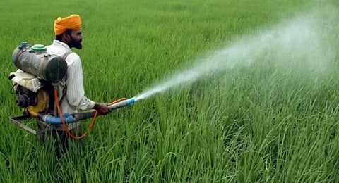 Centre bans 2 rice cultivation insecticides