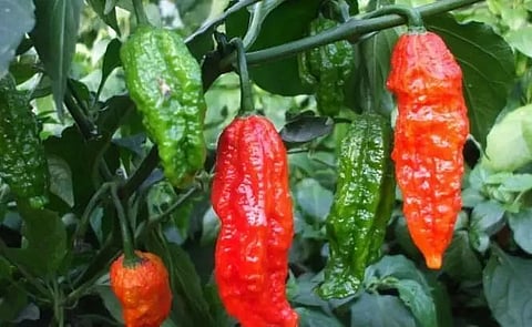 Bhut Zolokia exported to London from Guwahati