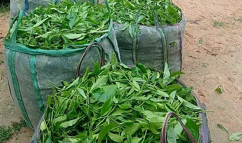 No solution to green tea leaves imbroglio in sight