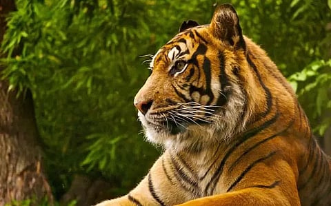 Tiger population has doubled in Assam: Minister Parimal Suklabaidya