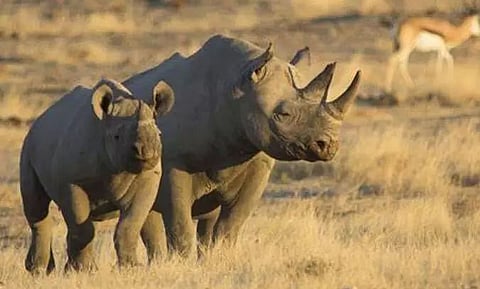 Zimbabwe reintroduces black rhinos to its second-largest game reserve