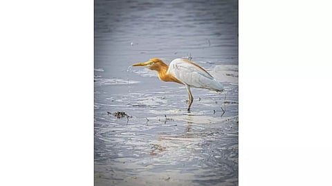 Egret's life lesson: Be patient and respect your instinct