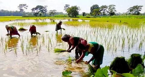 Insufficient rainfall in Bajali worries farmers