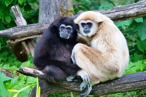 Arunachal Pradesh: Plantation to rejuvenate lost Hoolock Gibbon habitat