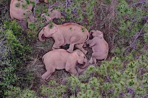 China coaxing wayward elephants