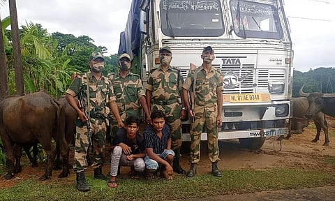 BSF recovers 22 cattle from Katigorah area towards Meghalaya, apprehends two