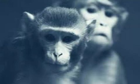7th Asian Primate Symposium, 2020 highlights research on primate species