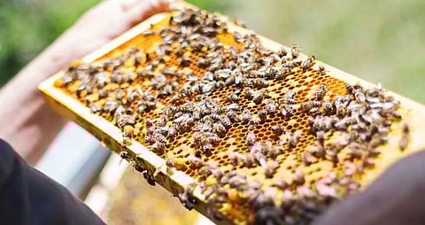 Bee rearing: Altertive earning source