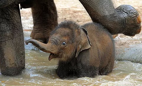 People's beliefs, culture and tradition lead to elephant prospering in Assam: Parimal Suklabaidya