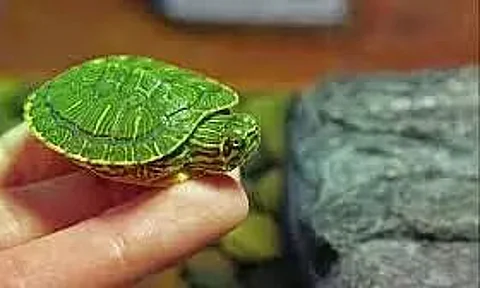 Maharashtra Forest Dept Airlifts Rare Turtle Species To Be Released In Assam, Their Natural Habitat