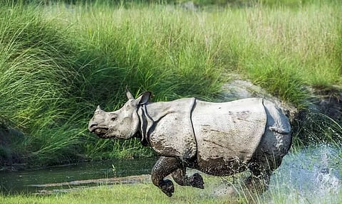 Kaziranga Becomes India's 1st National Park to be Equipped with BSNL Satellite Phones to Thwart Poaching