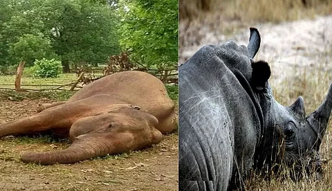 Elephant dies at Sadia Range, rhino injured in Kaziranga