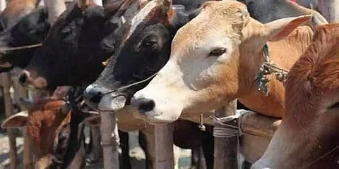 Assam Assembly: Assam Cattle Preservation Bill to preserve cattle gets clearance