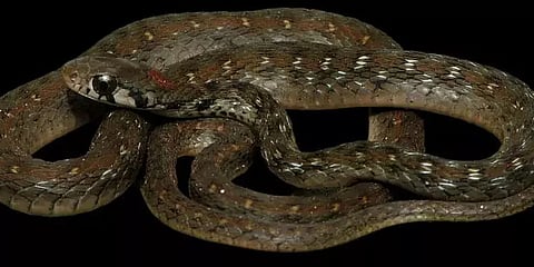 After A Century, New Snake Species Discovery in Assam