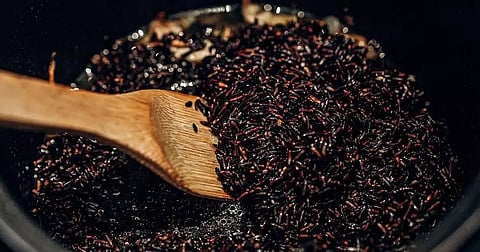 Black rice cultivation begins in Cachar