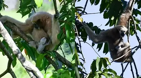 Gibbon Wildlife Sanctuary