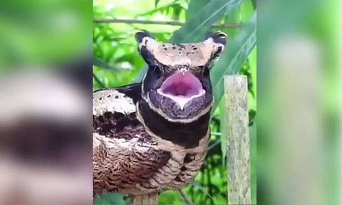 Rare Species of Bird Spotted & Rescued in Kakopathar, Tinsukia