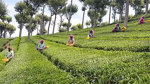 Tension prevails  at Singri TE