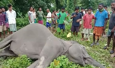 2 elephants die of electrocution, 1 person seriously injured in jumbo attack