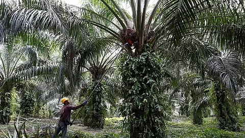 Oil palm cultivation in Northeast
