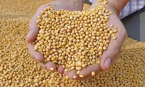 Traders stop importing arhar dal