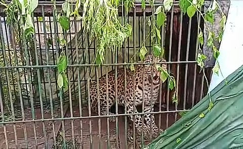 Leopard caged at Dhoedaam Tea Estate near Doomdooma
