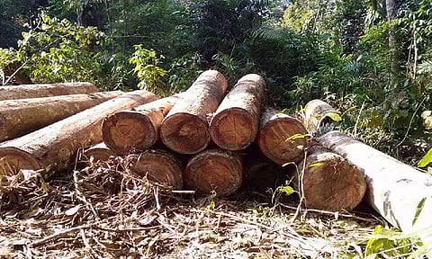Heritage Kulshi teaks falling to smugglers' axe
