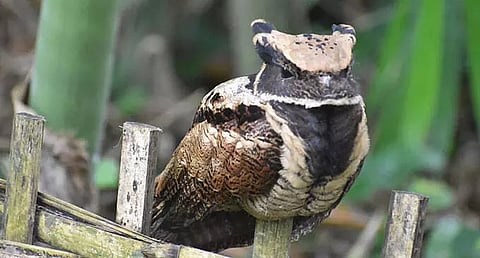 Forest department urged to conserve rare bird species in Doomdooma