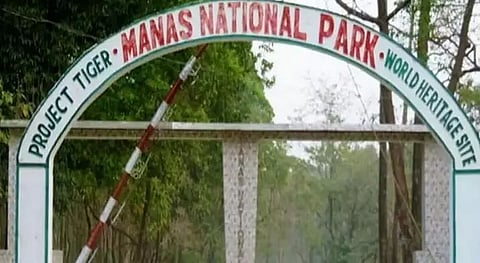 Inquiry ordered into illegal cutting, transportation of logs in Manas National Park