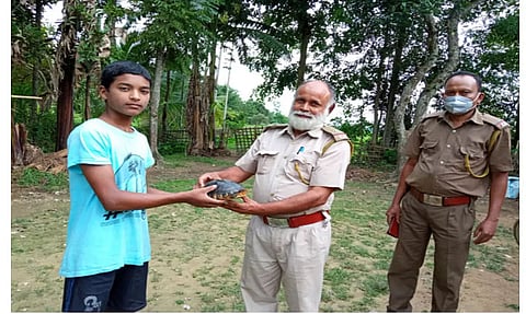 Endangered Malayan Box Turtle rescued near Habigaon, Morangi