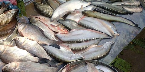 Guwahati City's only wholesale market of imported fish in the doldrums