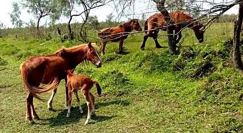'No feral horses lost their lives in Dibru-Saikhowa National Park'