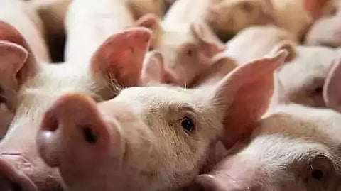 African Swine Fever kills 25,260 pigs in Mizoram
