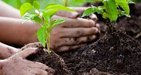 Saplings planted in office campus of Block Elementary Education Officer, Demow