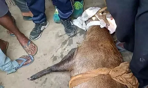 9 APBN Jawan Caught While Trying to Take Away Injured Deer at Kaziranga National Park