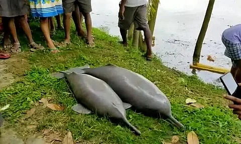 Two river dolphins found dead in Boko
