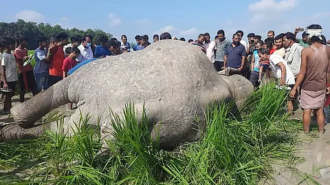 Adult elephant electrocuted in Assam's Kamrup district, two held