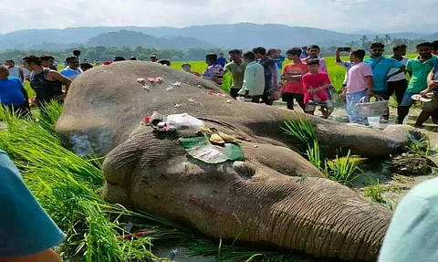 Wild elephant electrocuted near Rani area of Assam-Meghalaya border