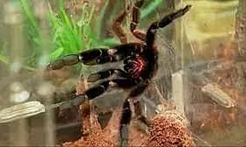 US Landlord Finds 19 Tarantulas, Python Left By Tenant In Apartment