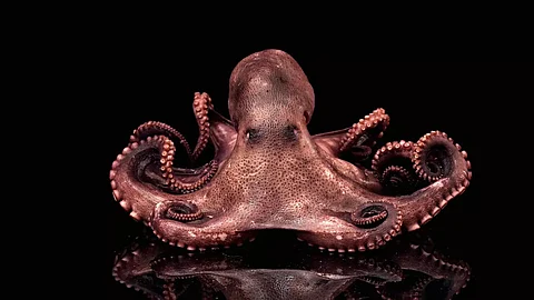 'Female octopuses thwart male harassment by throwing debris'Says Study