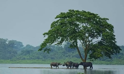 Rhino Drowned in Kaziranga National Park Due To Flood