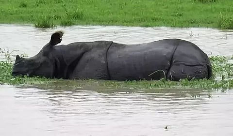 24 animals die in flood-hit Kaziranga National Park and Tiger Reserve