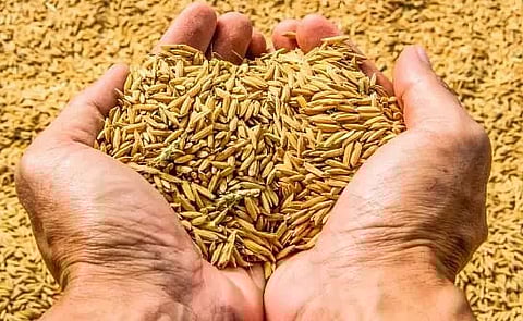 Cabinet approves hike in MSP for all mandated Rabi crops