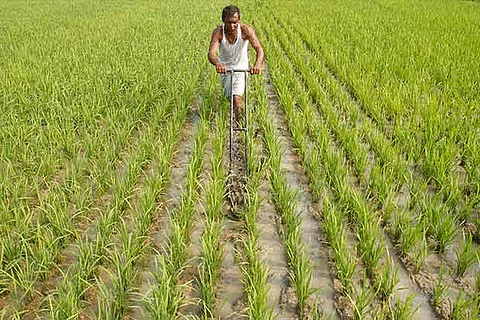 Half of rural agricultural households indebted: NSS data